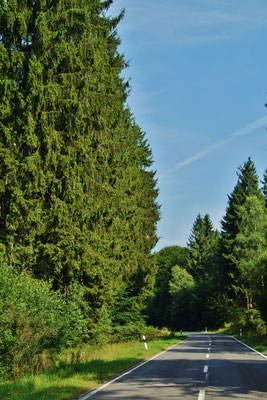 An diesem heißen Tag sorgt der Wald für wohltuende Abkühlung