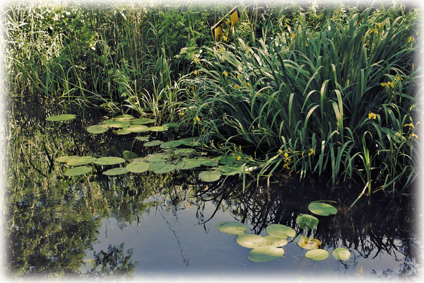 Üppige Wasservegetation