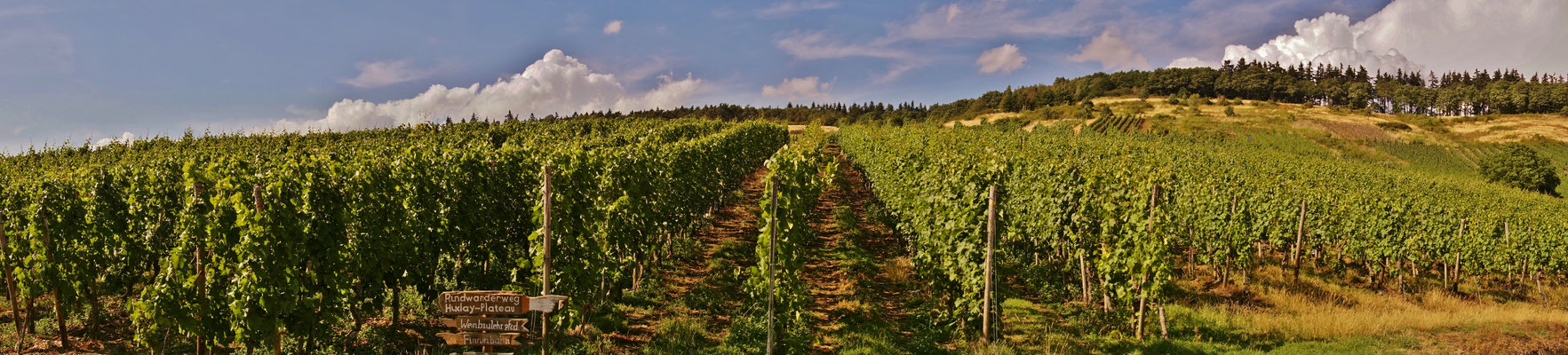 Weinanbau bei Mehring