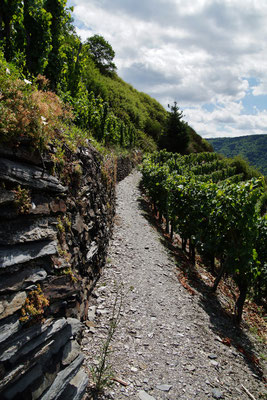 Mitten durch die Weinberge