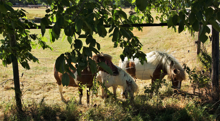 Ponys am Feldrand