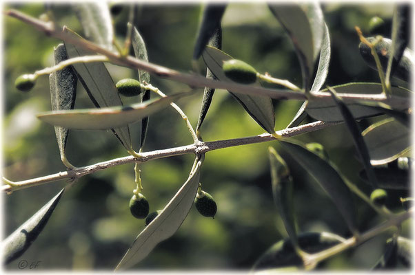 Oliven ohne Ende