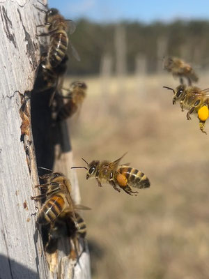 Unsere Buckfast-Bienen kommen mit vollen Pollenhöschen zurück zur Klotzbeute