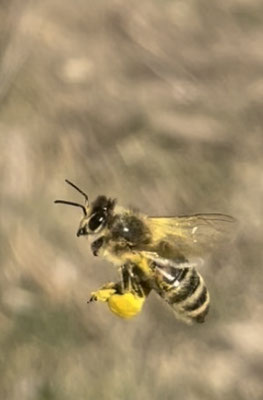 Lecker Pollen im Gepäck