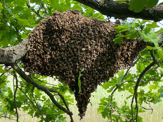 Bienenschwarm
