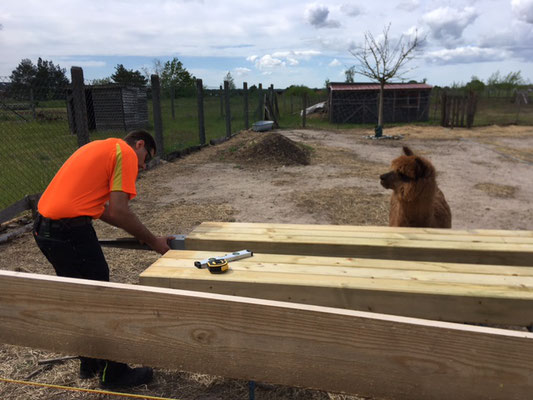 Tupac inspiziert die Bauarbeiten zum Eselstall