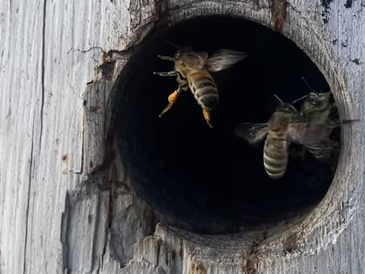 Die Bienen fliegen wieder mit vollen Pollenhöschen