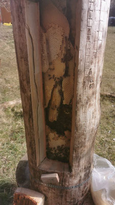 Die Bienenwaben in der Klotzbeute