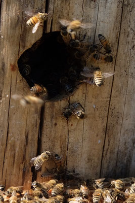 Die Bienen kommen mit gefüllten Pollenhöschen zurück 