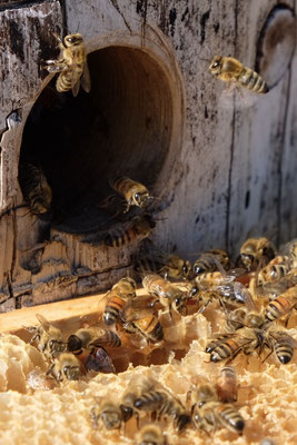 Zur Stärkung des Bienenvolkes gibt es etwas Honig als Zufutter