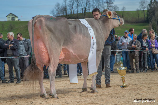 Die Braunvieh Champion Kuh Jongleur SILVANA in Menznau 