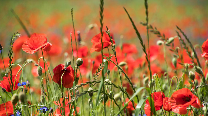 Mohn IMG 6664