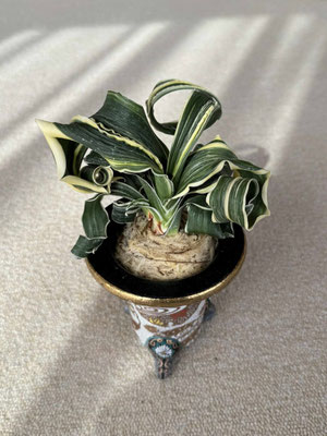 希少　榊原清市　万年青栽培１２か月　60年の知見 令和6年度 新登録品種 - 日本おもと協会