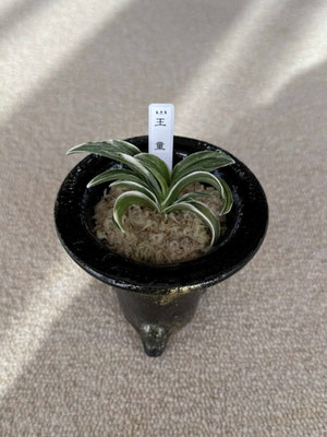 令和6年度 新登録品種 - 日本おもと協会