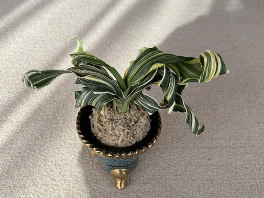 希少 榊原清市 万年青栽培12か月 60年の知見 希少 榊原清市 万年青