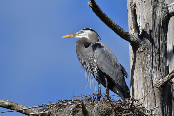 Circle B Bar Reserve / Great Blue Heron