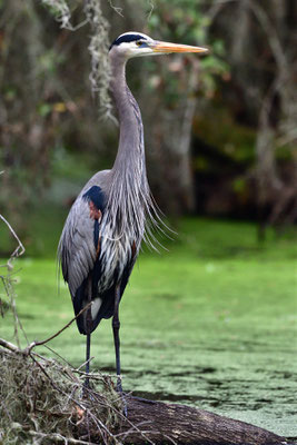 Circle B Bar Reserve / Great Blue Heron