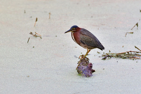 Circle B Bar Reserve / Green Heron