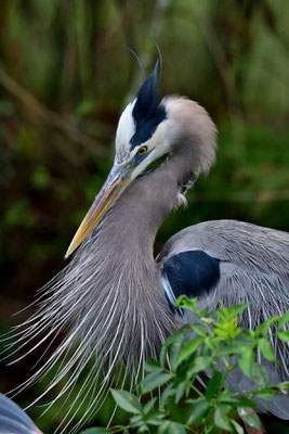 Circle B Bar Reserve / Great Blue Heron