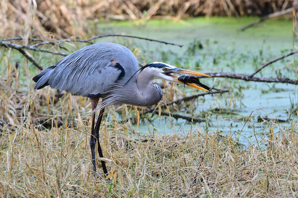 Circle B Bar Reserve / Great Blue Heron