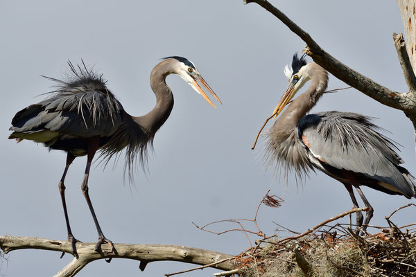 Circle B Bar Reserve / Great Blue Heron