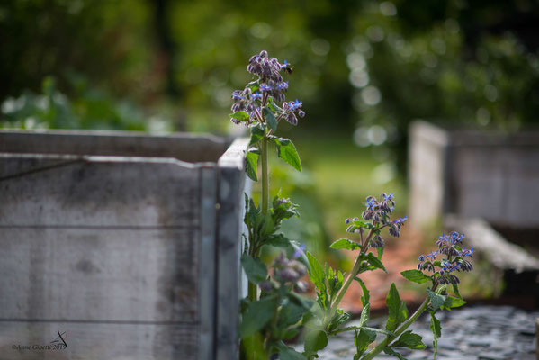 Gemüsegarten