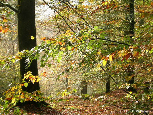 Herfstwandeling