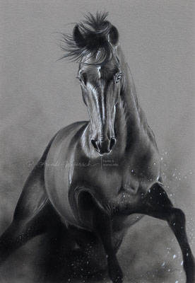 Pferdeportrait  in Bleistift gezeichnet auf grauem Papier. Freie Arbeit im Format 30 x 40 cm. 