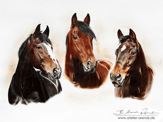 Pferdeportraits gemalt in Aquarell. Auftragsarbeit im Format 50 x 70cm. Fotovorlagen: © B. Arends-Weinrich