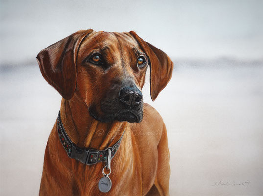 Hunde Portrait Rhodesian Ridgeback gemalt in Pastell. Auftragsarbeit im Format 30 x 40 cm.