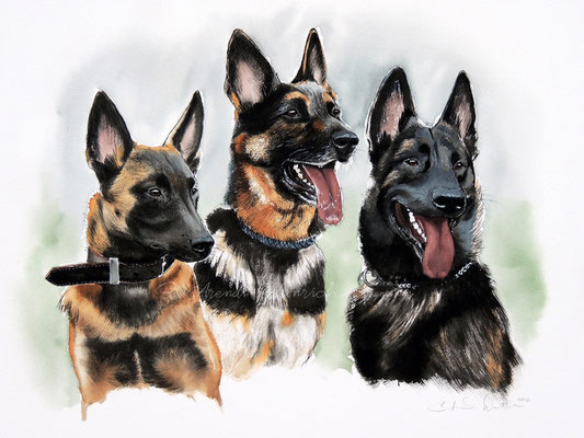 Aquarell Tierportrait von drei Schäferhunden. Auftragsarbeit im Format 30 x 40 cm. 
