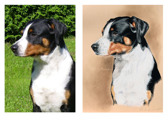 Entlebucher Sennenhund gemalt in Pastell