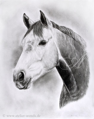 Pferdeportrait einer Holsteiner Stute gezeichnet in Bleistift, Auftragsarbeit 40 x 50 cm.