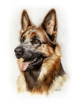 Hunde Portrait Deutscher Schäferhund gemalt nach eigener Fotovorlage. Auftragsarbeit im Format 30 x 40 cm. 