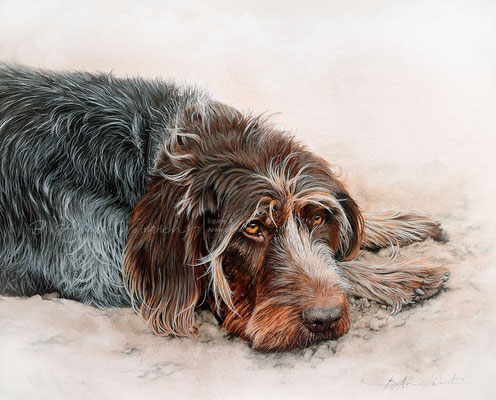Tierportrait eines Jagdhundes Griffon Korthals. Freie Arbeit im Format 40 x 50 cm. 