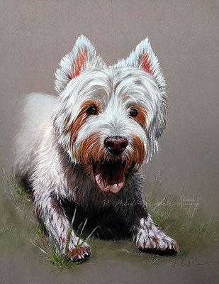 Hunde Portrait West Highland White Terrier gemalt in Pastell. Auftragsarbeit im Format 30 x 40 cm. 