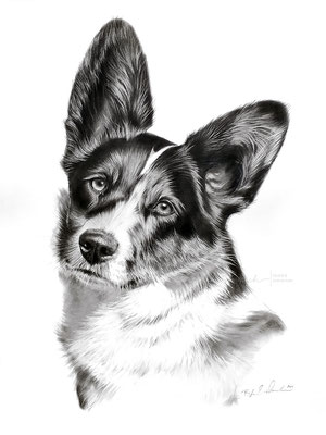 Hundeportrait eines Welsh Corgi Pembroke gezeichnet in Bleistift auf weißem Papier. Auftragsarbeit nach Fotovorlage im Format 30 x 40 cm. 