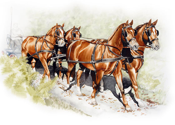 Pferde Gespann gemalt in Aquarell. Auftragsarbeit im Format 50 x 70 cm.