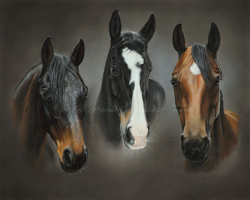 Pferde Portraits gemalt in Pastell. Auftragsarbeit gemalt im Format 40 x 50 cm. 