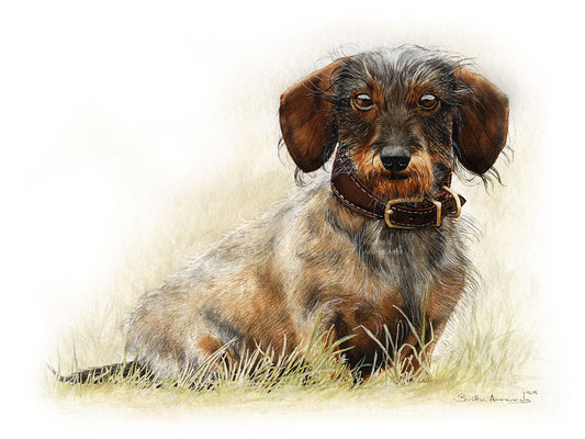 Hundeportrait Rauhaardackel gemalt in Aquarell, Auftragsarbeit im Format 24 x 30 cm.