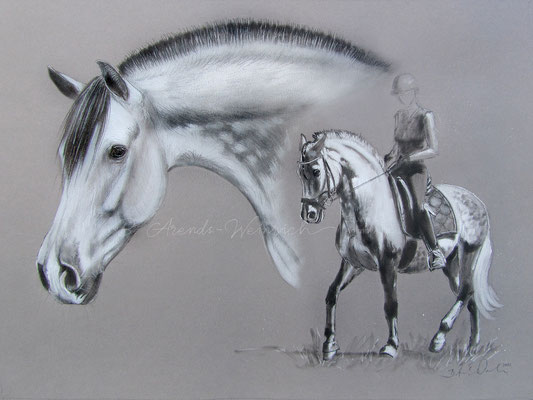 Pferdeportrait eines PRE's gezeichnet mit Bleistift auf grauem Papier. Auftragsarbeit nach Fotovorlage im Format 30 x 40 cm. 
