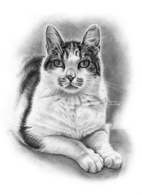 Katzen Portrait gezeichnet in Bleistift, Auftragsarbeit im Format 20 x 30 cm. 