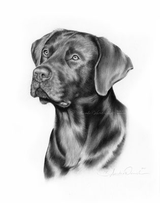 Hunde Portrait Labrador Retriever gezeichnet in Bleistift nach Fotovorlage. Format 30 x 40 cm. 