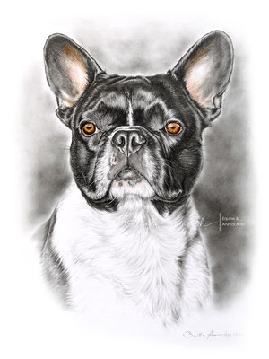 Hundeportrait einer Französischen Bulldogge nach Fotovorlage gemalt in Bleistift. Format 30 x 40 cm. 