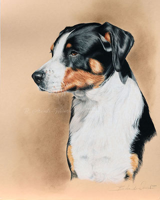 Hundeportrait von einem Entlebucher Sennenhund, Farbstift auf beigen Karton, Auftragsarbeit 30 x 40 cm.