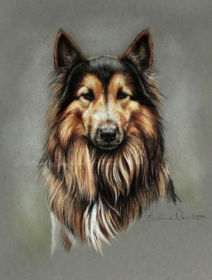 Hunde Portrait eines Deutschen Schäferhund Mischlings, gemalt in Farbstift auf hell grauen Karton, Auftragsarbeit 24 x 30 cm.