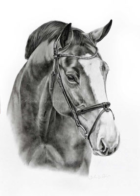 Pferdeportrait gezeichnet in Bleistift. Auftragsarbeit im Format 50 x 70 cm. © Kelting