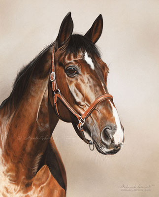 Tierportrait gemalt in Pastell. Pferdeportrait im Format 40 x 50cm