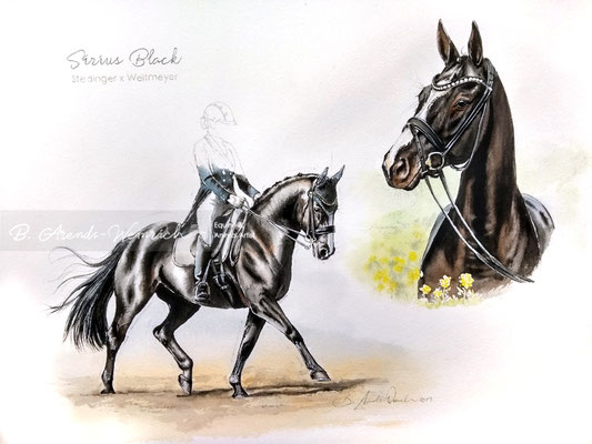 Tierportrait eines Dressur Pferdes gemalt in Aquarell. Auftragsarbeit im Format 30 x 40 cm