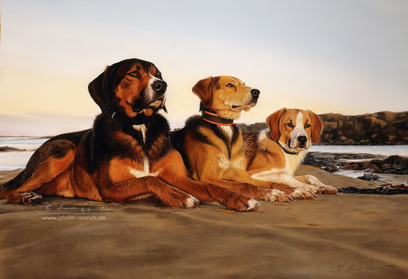 Hundeportraits gemalt in Pastell . Auftragsarbeit im Format 50 x 70 cm. 